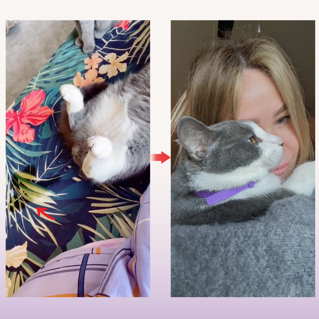 Calm Furry™ Pheromone Collar